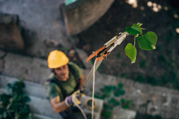 Best Arborist Consultation Services  in Sappington, MO